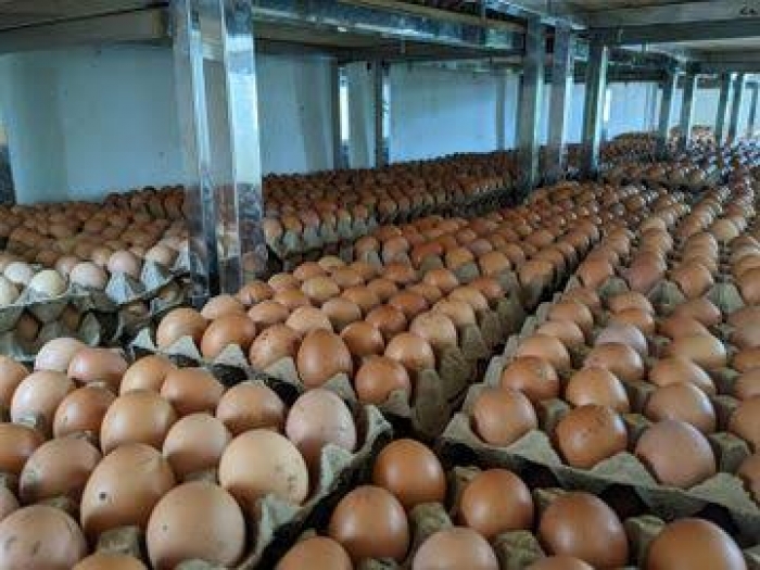Poultry farmers face sales crisis as economic hardship dampens egg demand