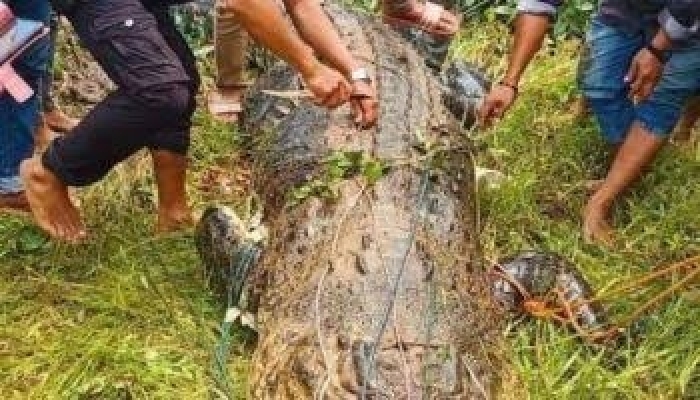 Residents mourn as family prepares for burial of 84-year old crocodile in Ibadan