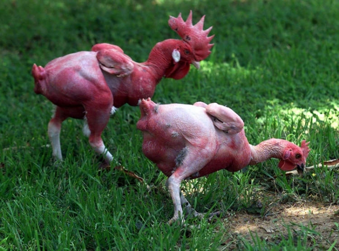 Would you eat this featherless chicken?