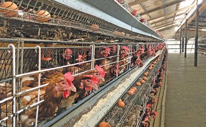 Poultry farms shut down in droves as prices of feed inputs skyrocket, insecurity worsens