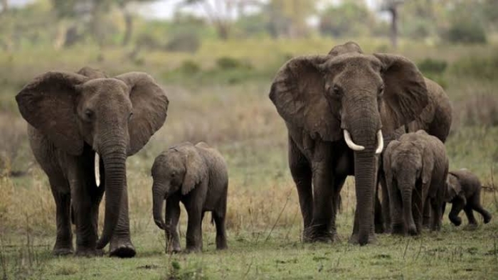 Zimbabwe to slaughter 200 elephants to feed hungry citizens