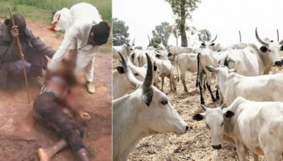 Miyetti Allah: Hoodlums kidnap herdsman, kill 15 cows in Anambra