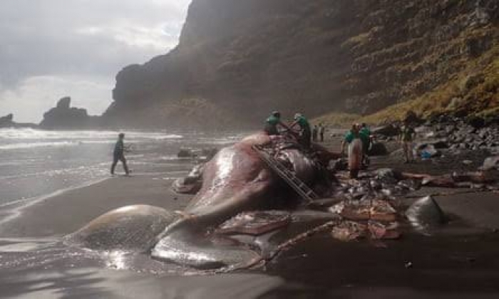 Pathologist finds €500,000 ‘floating gold’ in dead whale