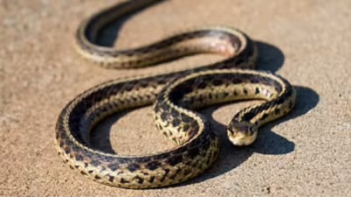 Warning signs a snake might be lurking around your home: Clues that could save lives